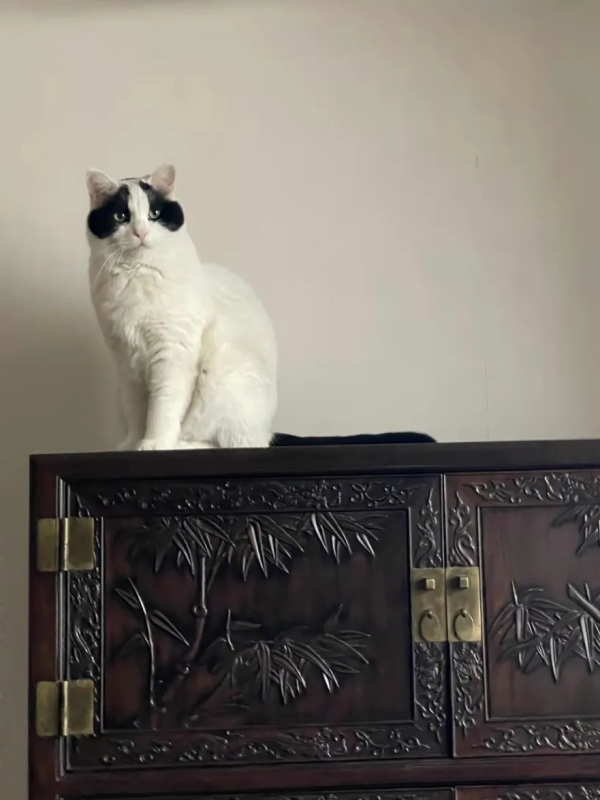 大阿寶：“斜槓青年”歡樂多