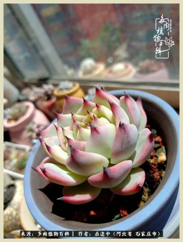 落葉知秋,願你安好 落葉知秋,願你安好