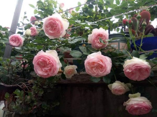 10種常見月季花圖鑑，不要再問別人了，自己收藏慢慢看