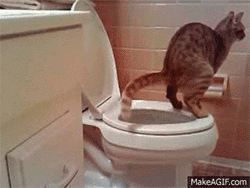 貓總尿床被帶去醫院做檢查,獸醫:這貓是弱智... 貓總尿床被帶去醫院做檢查,獸醫:這貓是弱智...