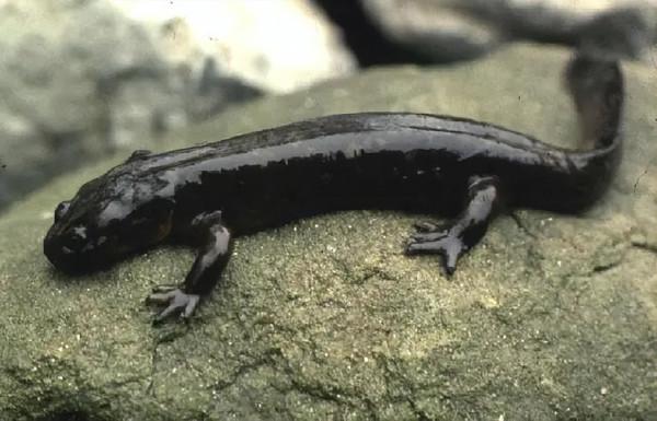 我國永久消失的23種野生動物,僅剩下標本,它們消亡於人類的貪慾 我國永久消失的23種野生動物,僅剩下標本,它們消亡於人類的貪慾