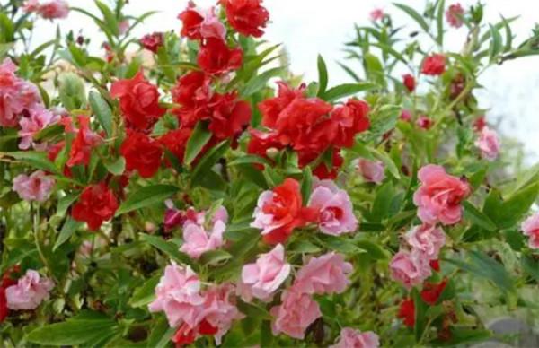 鳳仙花靠什麼傳播繁殖?不靠風、不靠動物,自力更生“發射”種子 鳳仙花靠什麼傳播繁殖?不靠風、不靠動物,自力更生“發射”種子