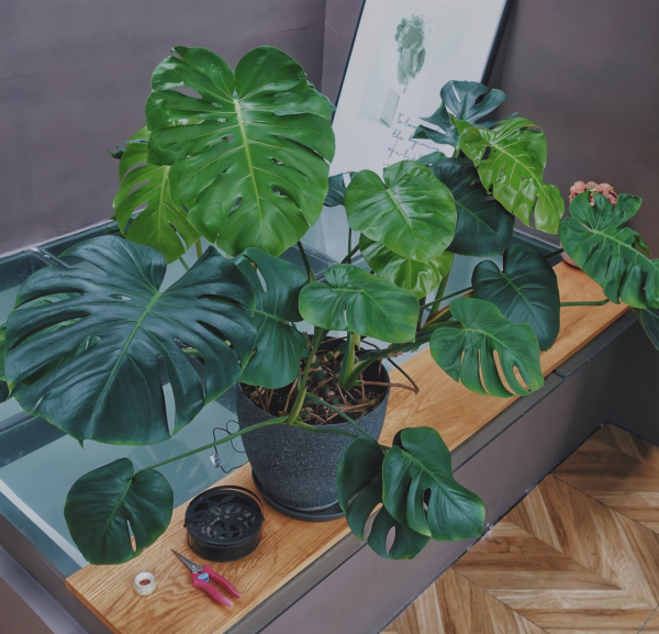 100種有毒的花和果，生活中很常見，出門要小心，避免受傷害