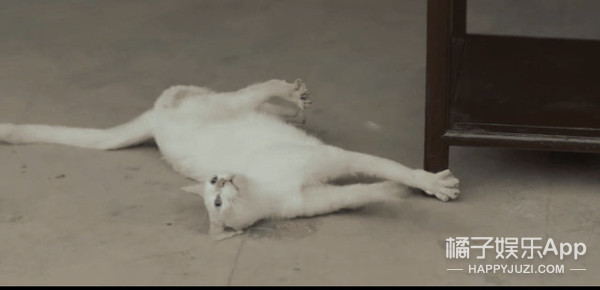 於正劇組淹死鸚鵡毒死貓,《當家主母》P影片回應?炒作無下限? 於正劇組淹死鸚鵡毒死貓,《當家主母》P影片回應?炒作無下限?