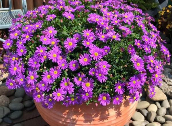 秋季可以種的4種“草花”,只需買棵小苗,就能持續開花一整年 秋季可以種的4種“草花”,只需買棵小苗,就能持續開花一整年