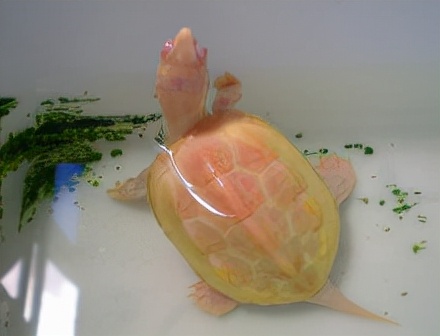 世界最漂亮的白化動物。你覺得漂亮嗎？