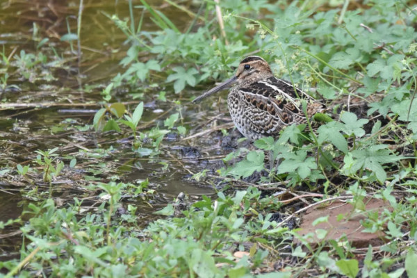 生性膽小的沙錐鳥