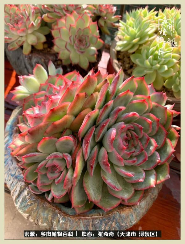 養多肉,累並快樂著!美好的事物,需要與大家分享 養多肉,累並快樂著!美好的事物,需要與大家分享