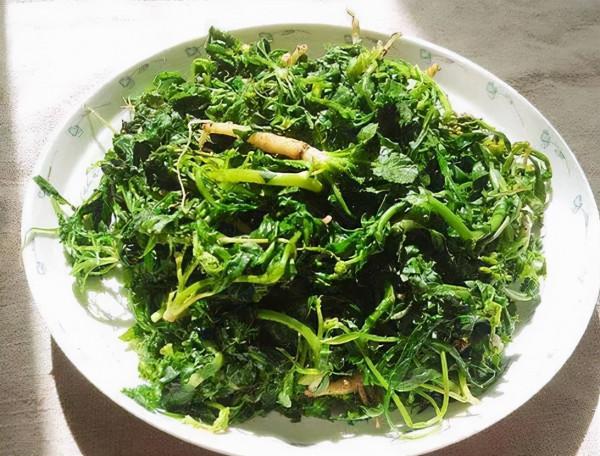 春天來了，有一種記憶叫作“辣辣菜”，至今，我還不知道它的學名