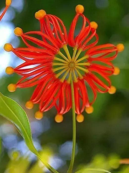 22種奇異的花欣賞之二