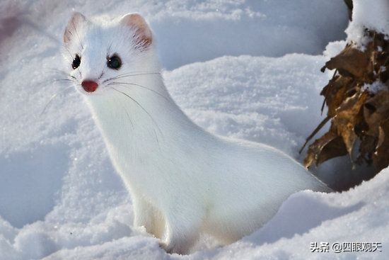 冷眼看紅樓:書中驚人的細節,每一個人穿的皮草都符合各自的身份 冷眼看紅樓:書中驚人的細節,每一個人穿的皮草都符合各自的身份