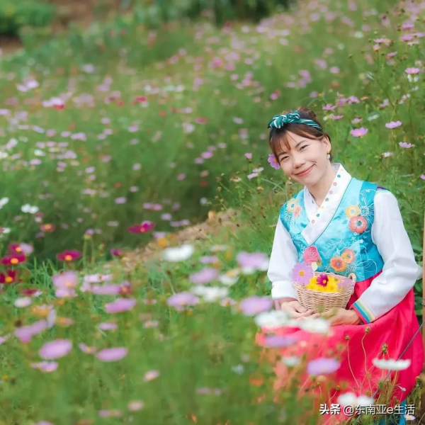 涼季來了！今年清邁有哪些唯美浪漫的花田？