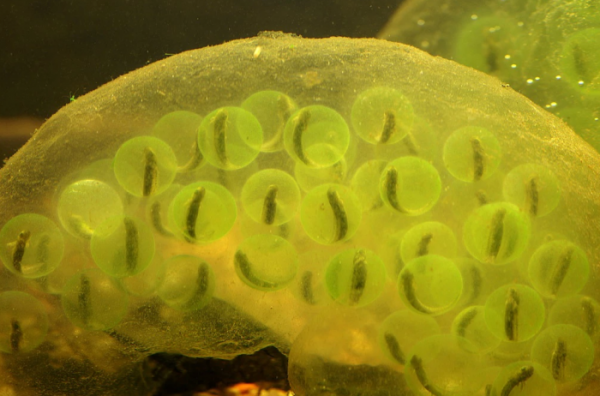 科學家希望更好了解蠑螈與海藻的共生關係 或有助於開發新的藥物