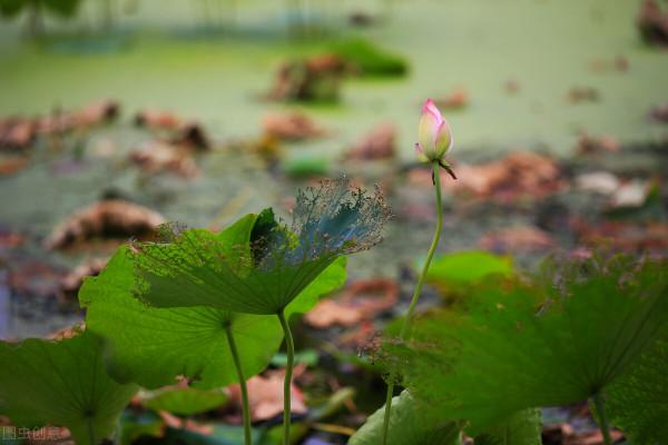 東方文學《觀雨賞荷，風乾露枝留殘香，誰人為此建暖房》
