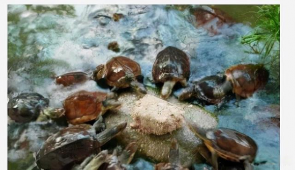 7年前800元一隻，如今2元一隻都沒人要，養殖戶叫苦，能怪誰？