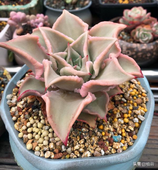 在大溫差下,餃子皮多肉只會越來越紅,不過5點不能忽略 在大溫差下,餃子皮多肉只會越來越紅,不過5點不能忽略