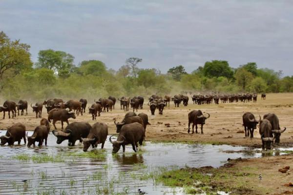 聊聊人類的好朋友——牛