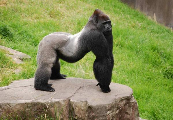 人類真的經歷過母系社會嗎？