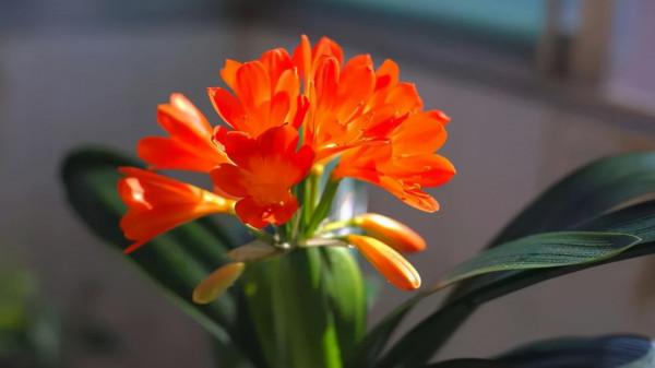 秋冬季節,客廳養花別隨便,選擇這8種盆栽,大幅度提升裝飾效果 秋冬季節,客廳養花別隨便,選擇這8種盆栽,大幅度提升裝飾效果