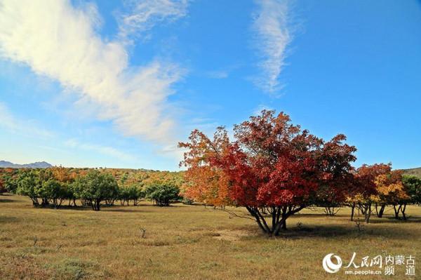 金秋扎魯特草原層林盡染“楓”景美