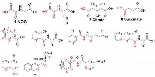 藥物發現│抑制AlkB核酸脫甲基酶:表觀遺傳新靶點 藥物發現│抑制AlkB核酸脫甲基酶:表觀遺傳新靶點