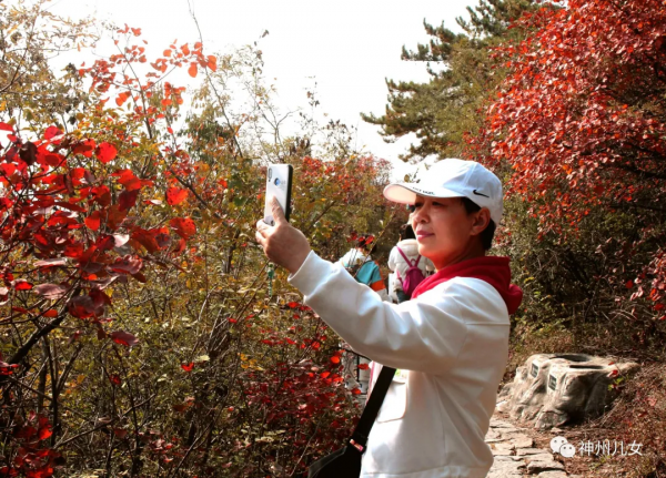 太行紅葉別樣紅