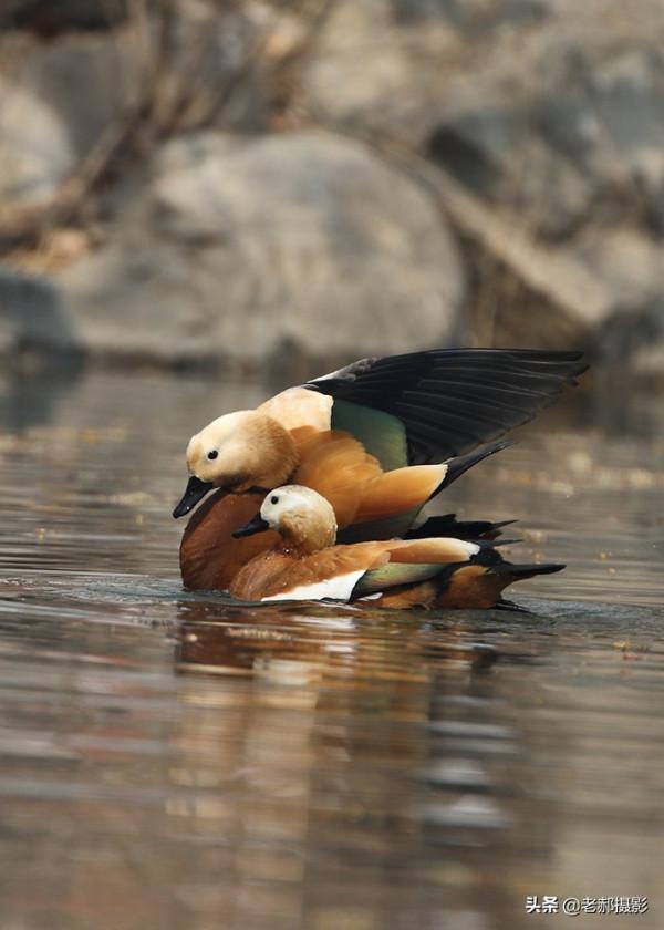 黃色的野鴨子——赤麻鴨