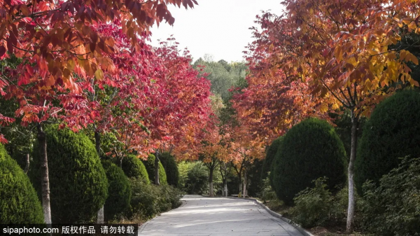 準備打卡！北京這些地方已經美成畫！最新彩葉實拍→