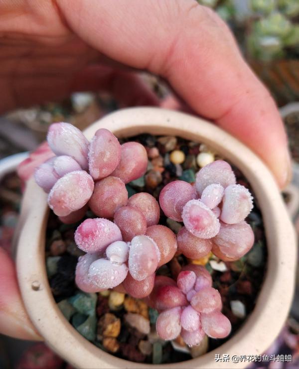 適合新手的桃蛋多肉,掌握三秘訣,遇水瘋長,三個月還能變老樁 適合新手的桃蛋多肉,掌握三秘訣,遇水瘋長,三個月還能變老樁