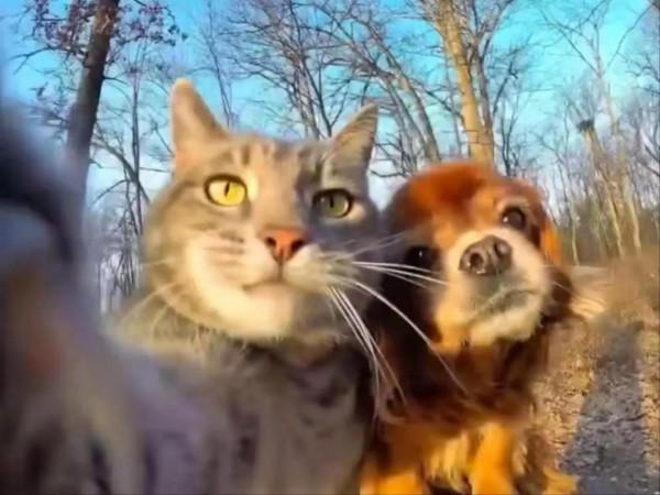 一隻愛自拍的貓貓 一隻愛自拍的貓貓