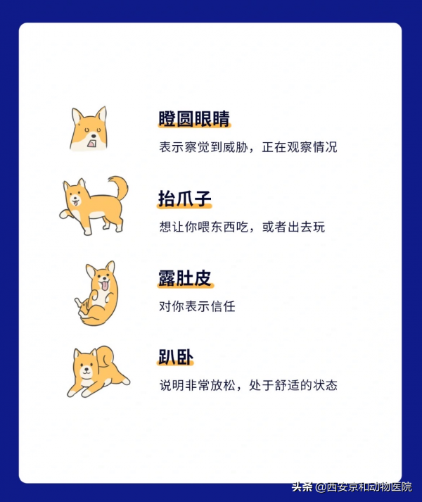 狗狗的18種肢體語言，你都明白嗎？