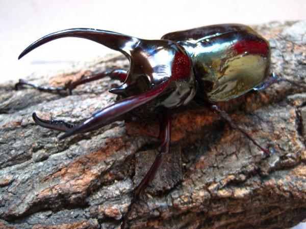 日本點心夾帶4頭黃金鬼鍬甲 生物入侵危害有多大？為何頻繁發生？