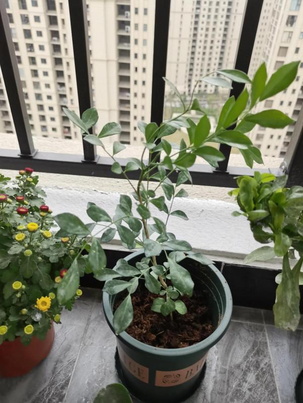 陽臺植物生長日記_第6天