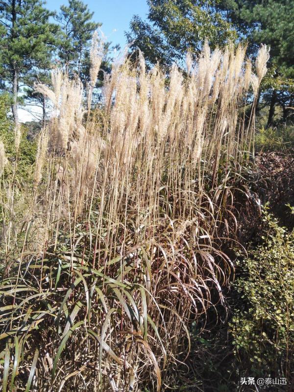 獨行泰山之走三梁