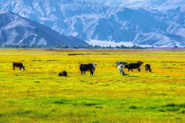 新疆風景最美的10條公路,你心動哪一條? 新疆風景最美的10條公路,你心動哪一條?