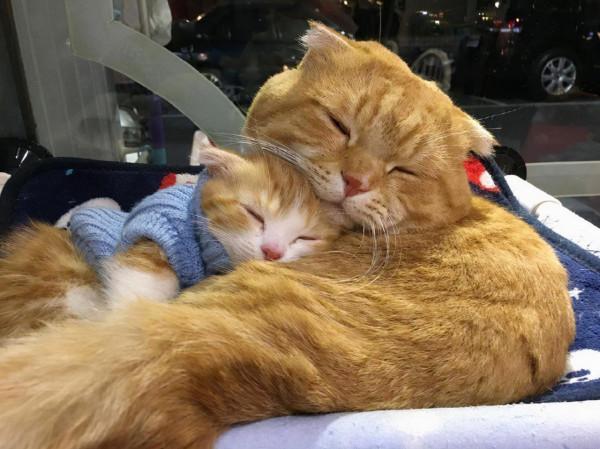 母貓習慣性“叼寶寶”到你面前,這是暗示什麼?其實它是這樣想的 母貓習慣性“叼寶寶”到你面前,這是暗示什麼?其實它是這樣想的