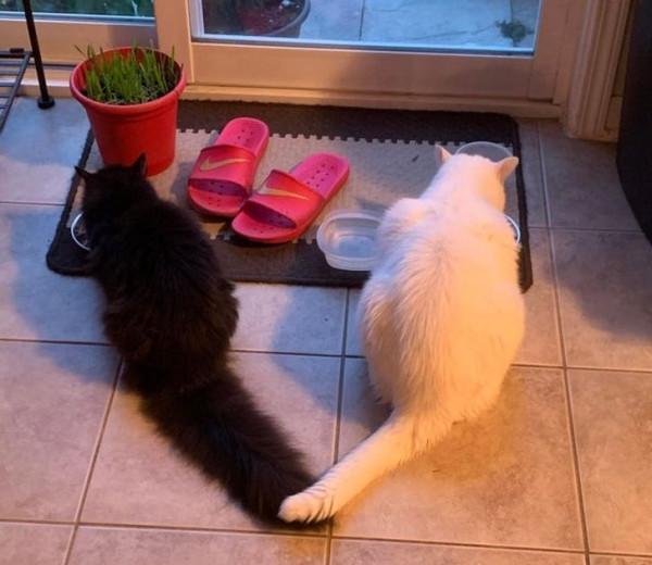 18 只動物找到了他們的好朋友,現在無法與他們分開 18 只動物找到了他們的好朋友,現在無法與他們分開