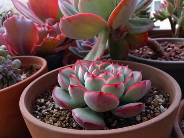 別再自稱養花高手了，這兩款多肉就能讓你分不清，葉片肥美又鮮豔