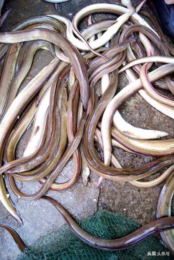 “傷人魚”排名了，釣到解鉤需小心，輕則疼痛幾天，重則截肢