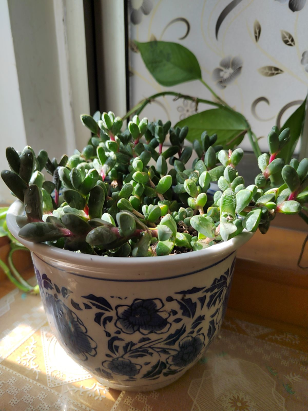 5個養花好習慣，堅持做下去，啥花都能養爆盆