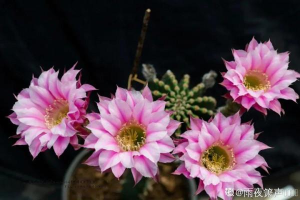 鮮豔多彩的彩草仙人球,開花特驚豔,像荷花一樣美 鮮豔多彩的彩草仙人球,開花特驚豔,像荷花一樣美