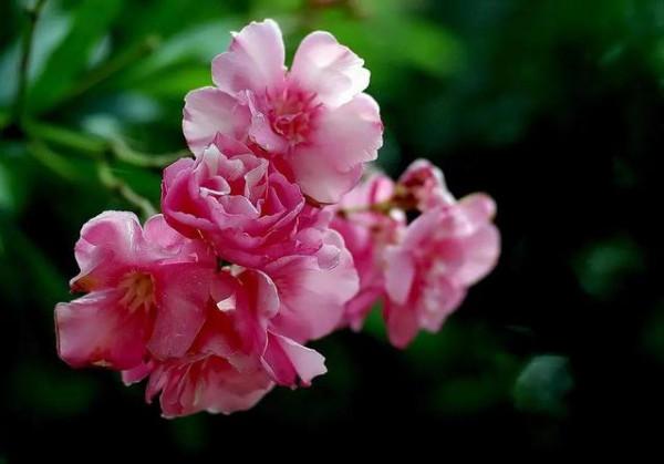 這種野草雖然常見，但沾到面板易起“大水泡”，戶外出遊可得當心