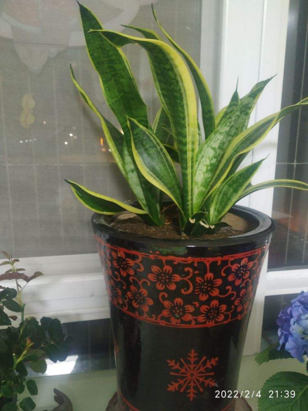 睡眠總不好，試著臥室放盆花，還能淨化空氣