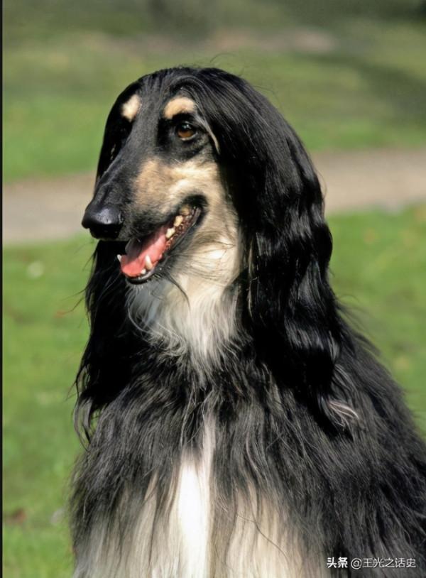 20年打掉2萬億美元，阿富汗是如何逼瘋美國的？