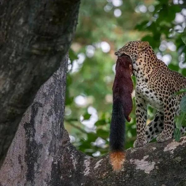 動物界難得一見的奇葩景象,太驚豔了,無比驚歎,讓人過目不忘 動物界難得一見的奇葩景象,太驚豔了,無比驚歎,讓人過目不忘