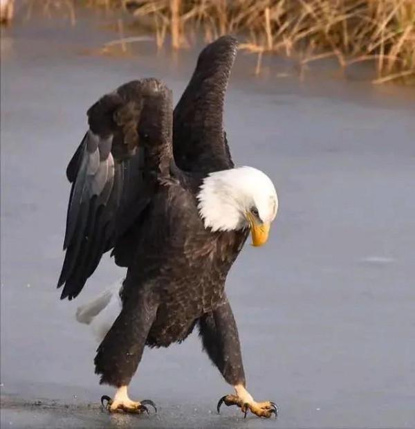 動物界難得一見的奇葩景象,太驚豔了,無比驚歎,讓人過目不忘 動物界難得一見的奇葩景象,太驚豔了,無比驚歎,讓人過目不忘