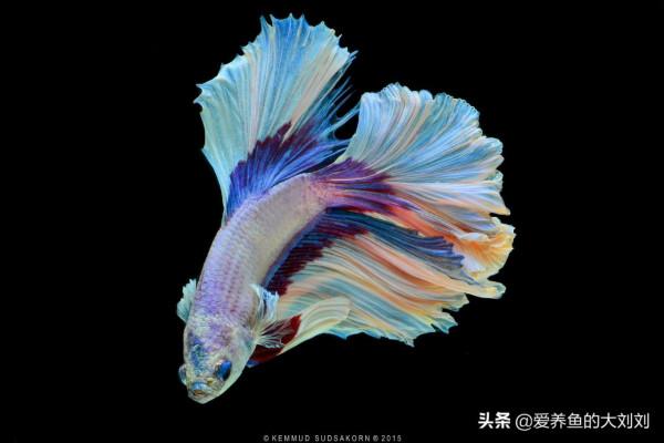 泰國鬥魚可以活多久？如何延長鬥魚的壽命？