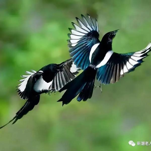 分享圖片心心相惜，不離不棄的鳥精靈