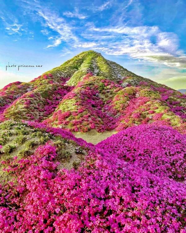 冬日裡的山與花