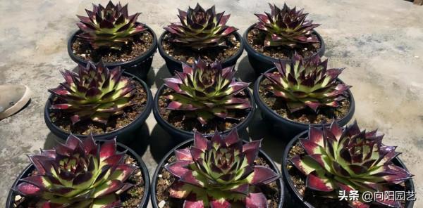 秋天到了，家裡的烏木怎麼養狀態？2個“方法”，烏木迅速變黑